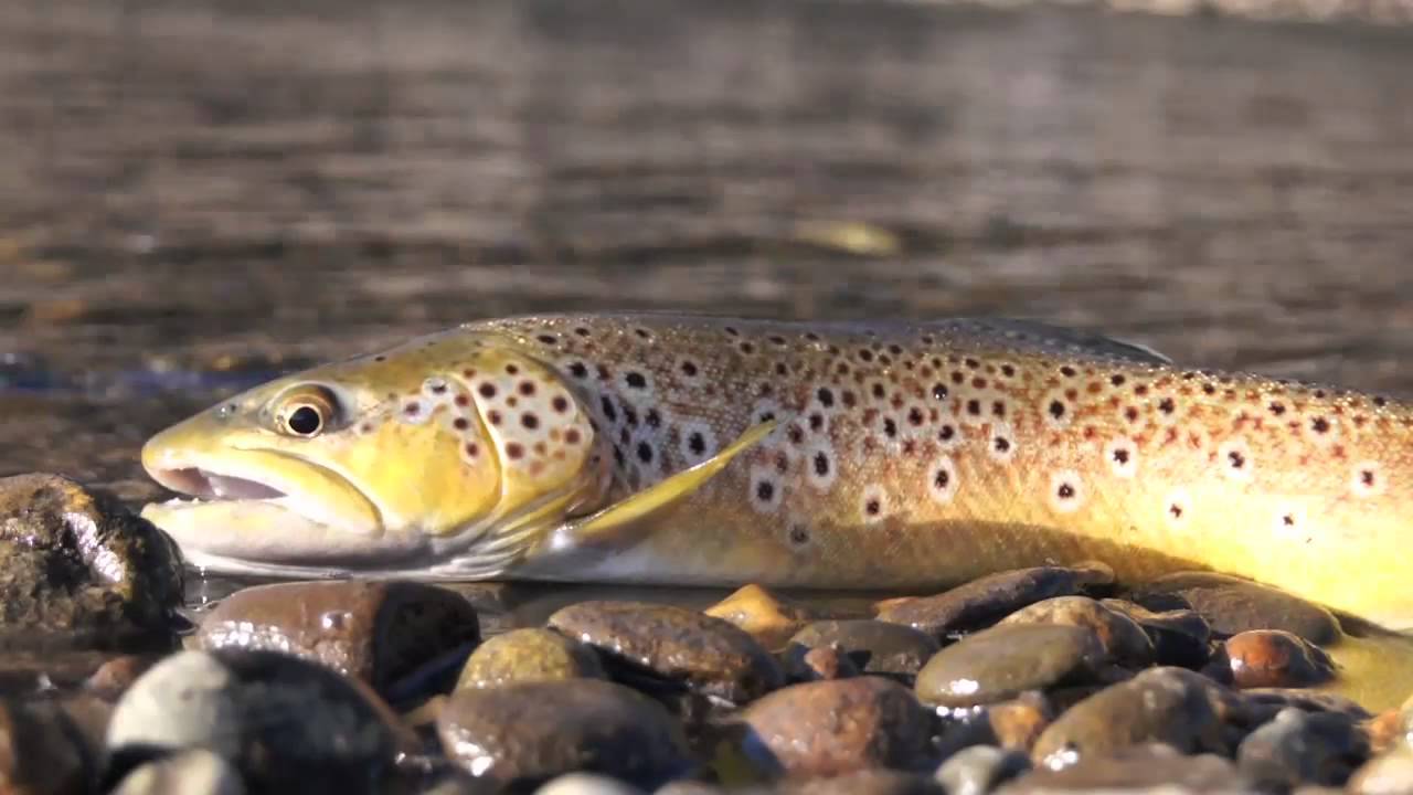Dynamic Lures Featuring HD Trout YouTube