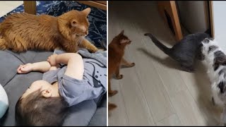 フミフミされる１歳児 ＆ 和室が気になる猫達
