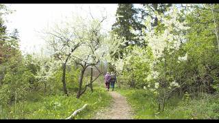 ONE FOREST AT A TIME (2026) - Trailer