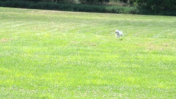 Icey AKC Coursing Ability Test #5