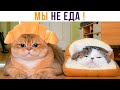 ХВАТИТ ЭТО ТЕРПЕТЬ))) Приколы с котами | Мемозг 816