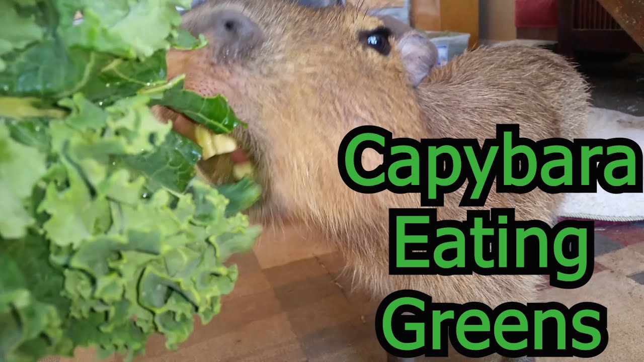 Capybara Eating Greens YouTube