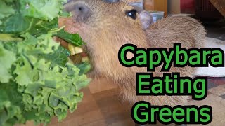 Capybara Eating Greens