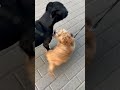 Хвостики на прогулке ❤️🐕🦺🖐️🐕🦺#живемсрадостью#нашихвостики 🥰
