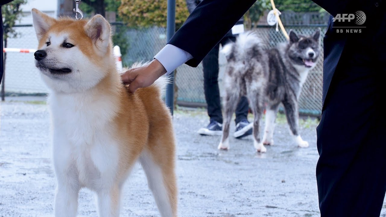 動画 天然記念物 秋田犬 が美を競う 東京 写真1枚 国際ニュース Afpbb News