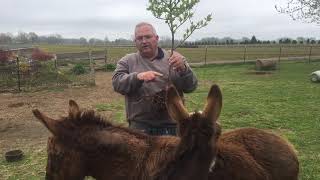 How to Turn a Hydrangea into a Tree (Simple Pruning Method)