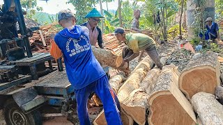 Old Teak Wood Shoots‼️In Assembled Bandsaw Chopping