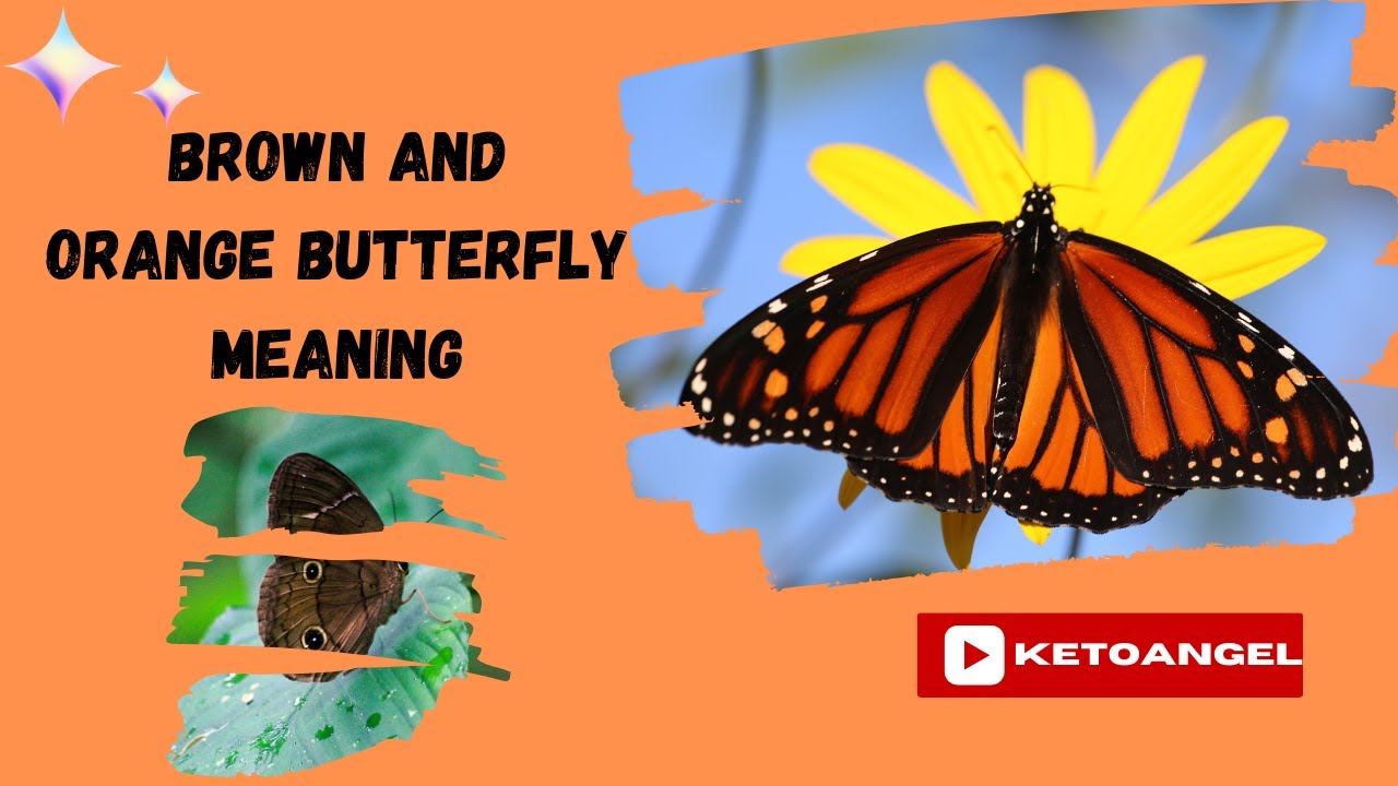Brown And Orange Butterfly Meaning Spiritual Symbolism YouTube brown-and-orange-butterfly-meaning-spiritual-symbolism-youtube