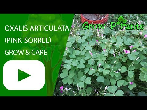 Oxalis articulata - grow & care