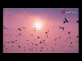 ياطير يامسافر وصل هذا الكلام ياطير يامسافر وصل هذا الكلام
