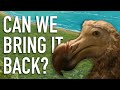 Can we bring back the dodo bird?