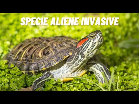 Video: Perché dobbiamo preoccuparci delle specie invasive?