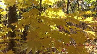 видео: Осенние таёжные зарисовки, октябрь 2025 г. картинка: Осенние таёжные зарисовки, октябрь 2025 г.