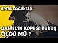 Daniel'in Köpeği Kukuş Öldü mü ? | Aptal Çocuklar 5.Bölüm