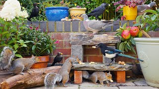🔴 CAT TV 24/7 🕊️ Birds & Squirrels Gobble Up Worms on the Wall 🐿️ Video for cats 4K HDR