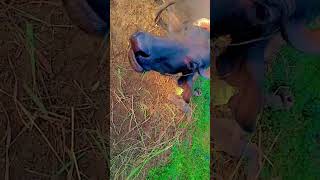 Subscribe Jarur Kijiyenga