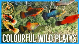Download lagu Colourful invasive wild Platys caught.