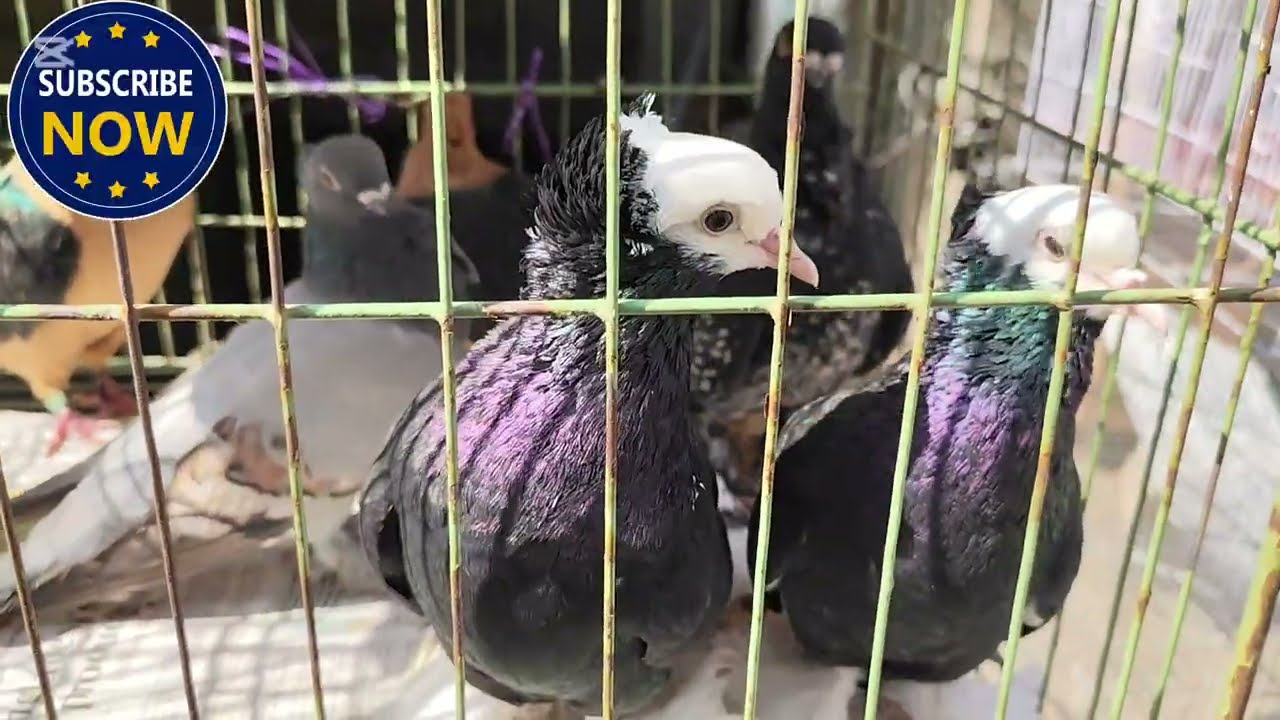 মিরপুর ১ পাখি এবং কবুতরের মিলন মেলা. Mirpur 1 Kabutor And Bird Market 2025. গিরিবাজ, রেসার কবুতর.