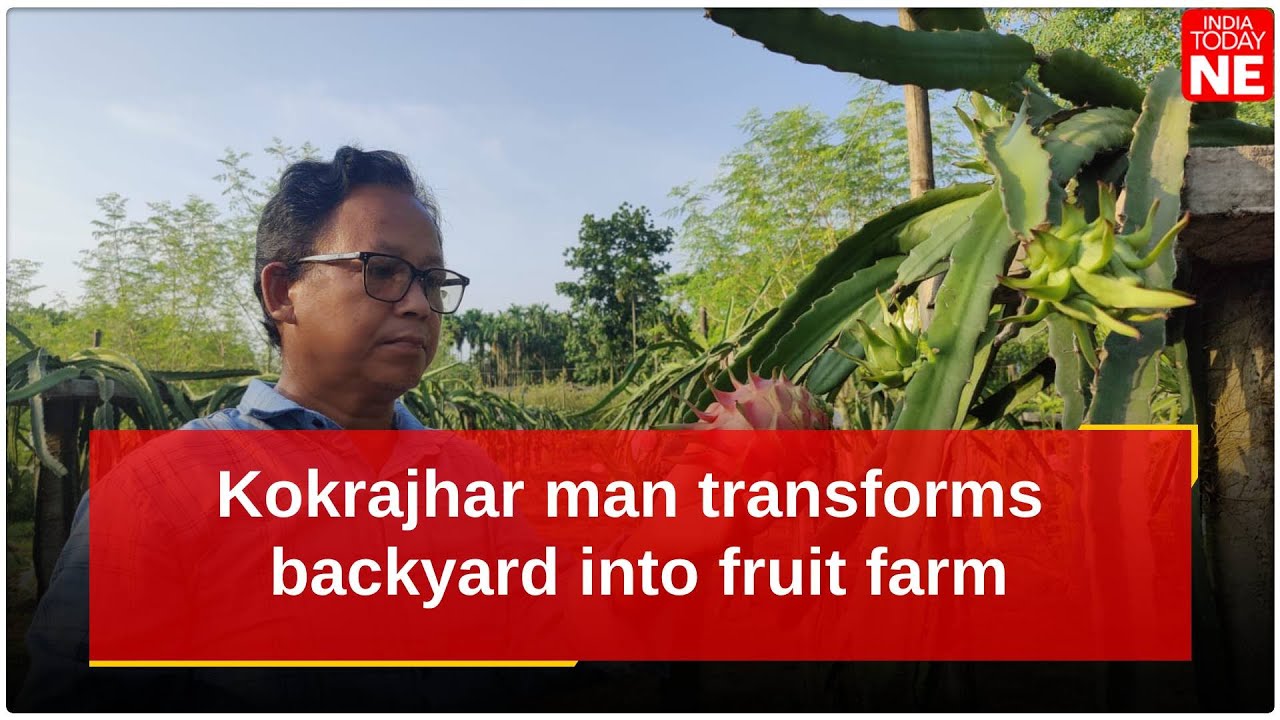 Kokrajhar man transforms backyard into fruit farm, achieves success with dragon fruit cultivation