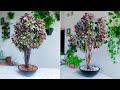 How to grow inch plant like a tree style for indoor table top decoration plants decorgreen plants