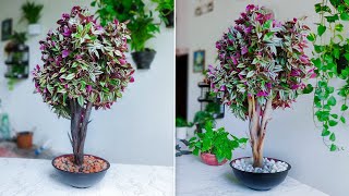 How to Grow Inch Plant Like a Tree Style for Indoor Table top Decoration Plants Decor//GREEN PLANTS