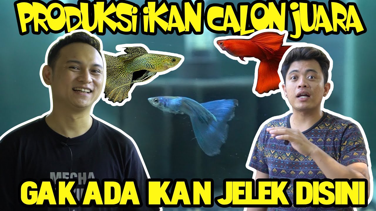 GREBEK FARM SANG MASTER GUPPY SURABAYA LEORD GUPPY