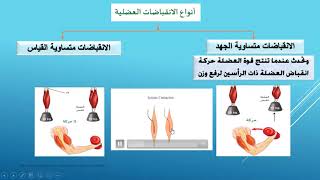 مصادر الطاقة للعضلات