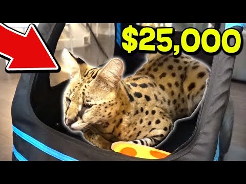 moosecraft-vs-$25,000-wild-cat!-😱☠️