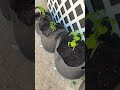 All the chiltepin chili plants are transplant to their new 5 gallon cloth pots? ￼