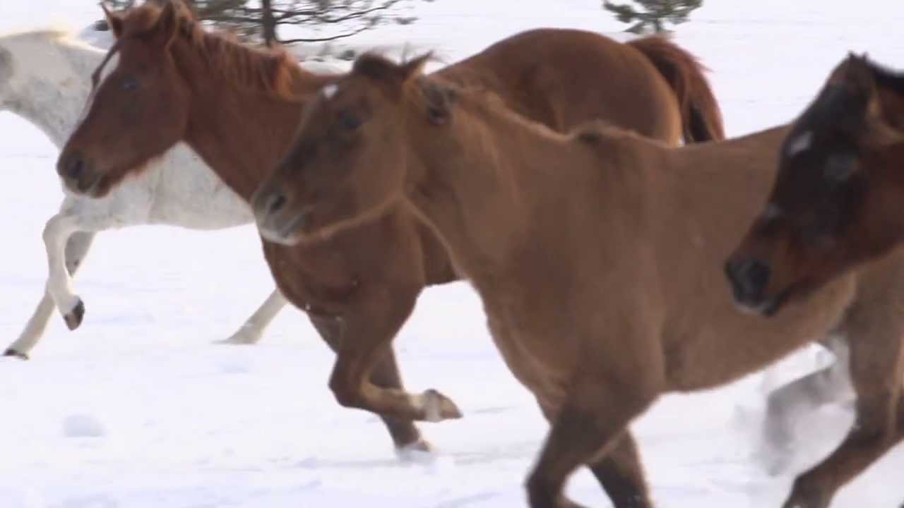 horseshoe bend FASTER HORSES FESTIVAL LINEUP ANNOUNCEMENT VIDEO - 2014 - #fasterhorses
