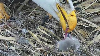 AEF-Eagles Samson & Gabby greeting the Morning Breakfast by Mom~7:07 am 2021/02/08