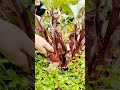 Vegetable Harvest Cutting or Snapping the Base of a Large Red-Stemmed Leafy Green