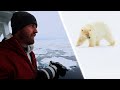 Wildlife photography polar bears in svalbard