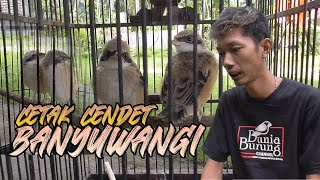 Mas Febri Cetak 4 Cendet Banyuwangi