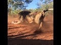 Lion charge in slow motion. Unique perspective