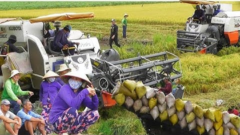 hai máy cắt 105 binh tóc độ cắt lúa ô em vừa hết bảo lớn giá lúa 7400₫K tập47 #maibangtv