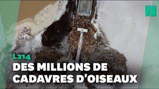 L214 diffuse la vidéo d'un charnier d'oiseaux en Vendée