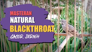 NATURAL❗️ JEDA ALAMI Masteran  Blackthroat Gacor Suara Jernih Ngerol Panjang