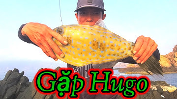 @vuongfishing86  / câu cá biển _ Hòn nhàn  _ Nhơn lý gặp ổ cá giò dép _ cá bò khủng