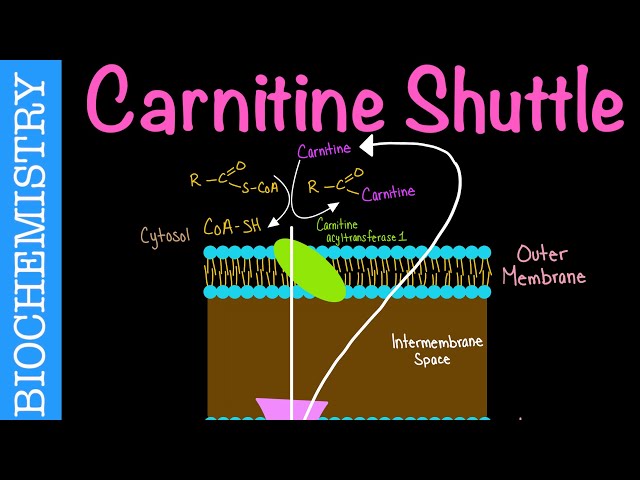 l carnitine testosterone levels Carnitine Shuttle