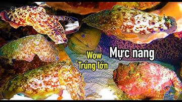 ĐÊM LẶN TRƯỜNG SA | TRÚNG LỚN Ổ MỰC NANG VÀ CÁ MẶT QUỶ SIÊU GIÁ TRỊ