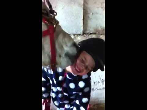 Little girl, poppy being licked all over her face  by pony,