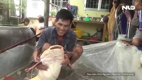 Bắt được cá hồng vỹ nặng 15kg ở Bạc Liêu | NLĐTV