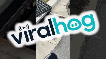 Ducklings Rescued From a Storm Drain and Returned to Their Mother || ViralHog
