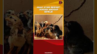 Anak Ayam Berisik? Jangan Anggap Sepele!