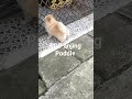 POV anjing Poddle brown #2000subscribers #4000hours #poddle #animals #dog #dogshorts #dogbreed