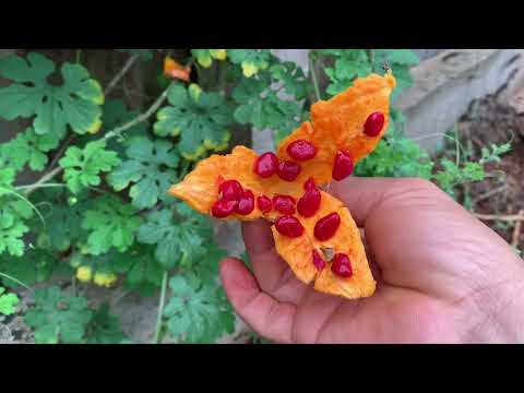 Mình sẽ trồng