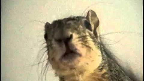 Squirrel barks, chitters, poofs and swishes tail i...