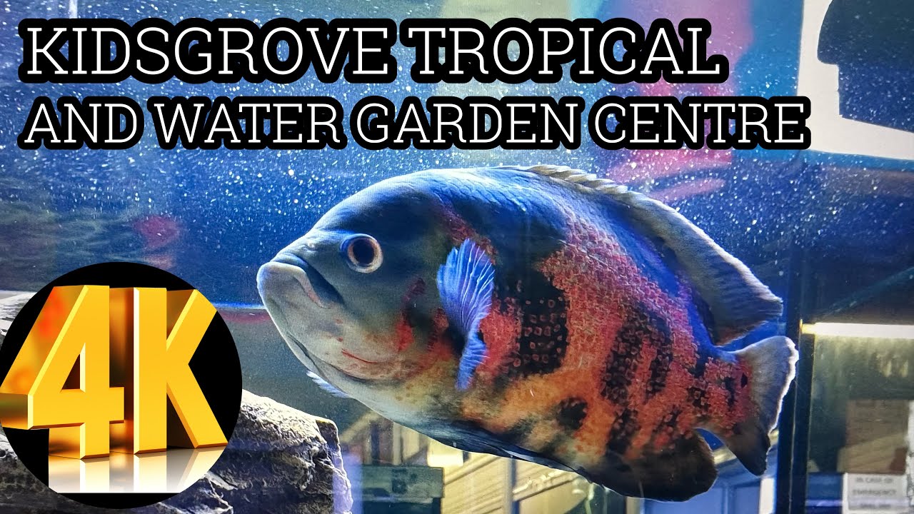 KIDSGROVE TROPICALS AND WATER GARDEN CENTRE - YouTube