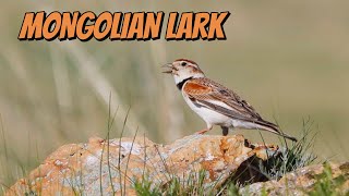 ‼️🔴 SUARA BURUNG MONGOLIAN LARK. MASTERAN SUARA JERNIH 🔴‼️
